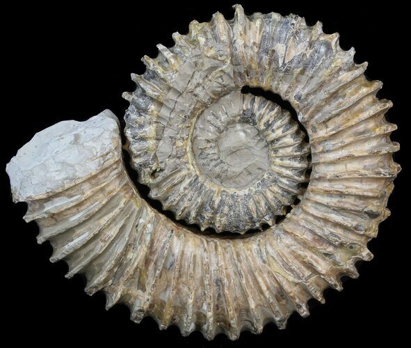 Aegocrioceras Ammonite - Germany #43674